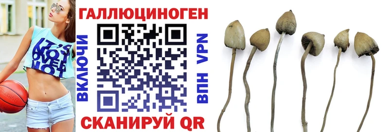 Галлюциногенные грибы Psilocybe Вилюйск